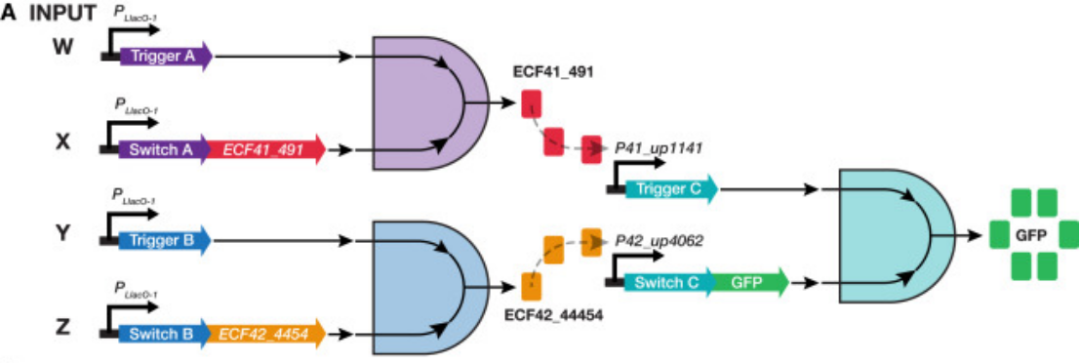 iGEM文献分享——Toehold Switches