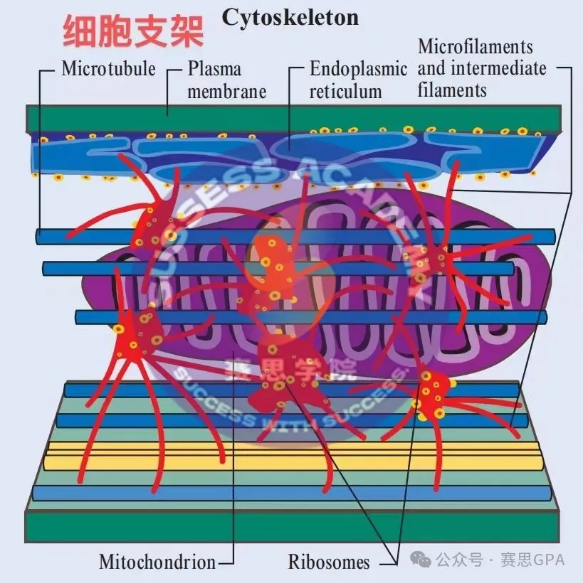 IGCSE生物：选课时有多吃香，考试时就有多崩溃!