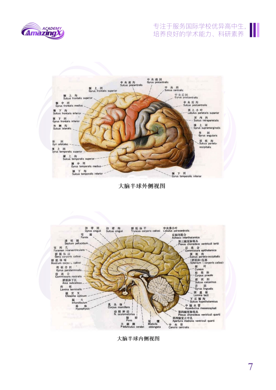 零基础低年级可冲！全新独家Brain bee竞赛自研教材助你高效学习！